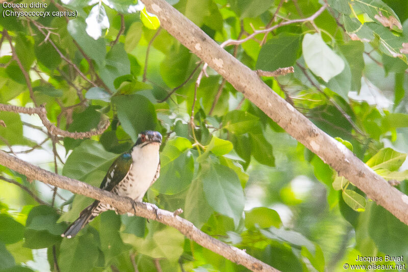 Diederik Cuckoo male adult