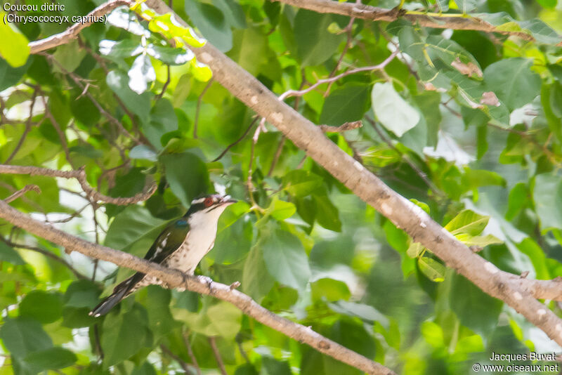 Diederik Cuckoo male adult, identification, habitat, aspect, pigmentation