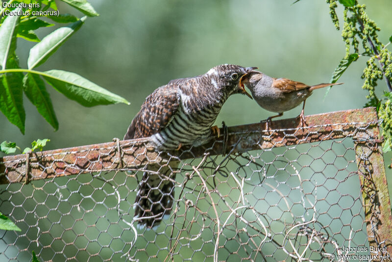 Common Cuckoojuvenile, identification, aspect, pigmentation, eats, parasitic reprod.