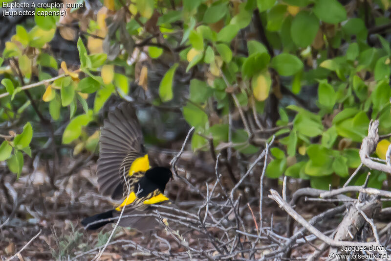 Yellow Bishop male adult breeding, Flight