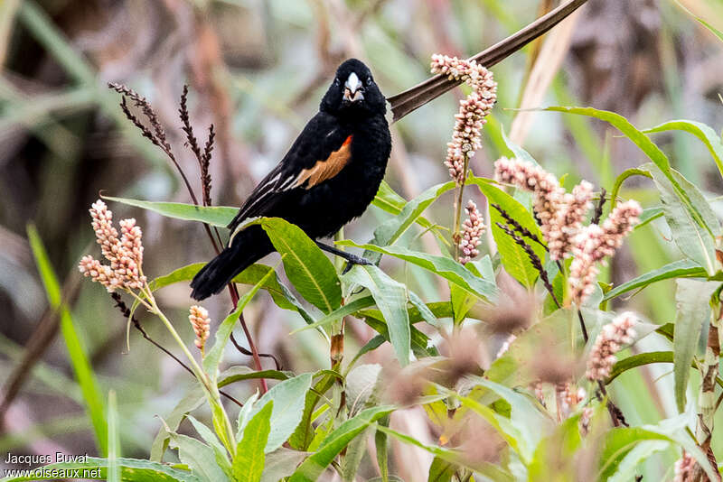 Fan-tailed Widowbird male adult breeding, habitat, pigmentation