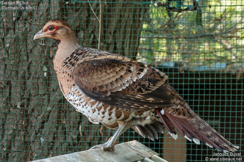 Elliot's Pheasant female adult, identification, aspect, pigmentation