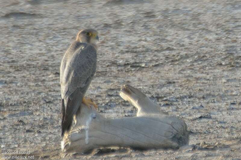 Peregrine Falcon (pelegrinoides)adult, identification