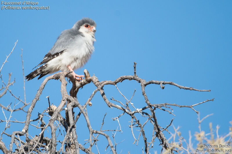 Pygmy Falcon male adult