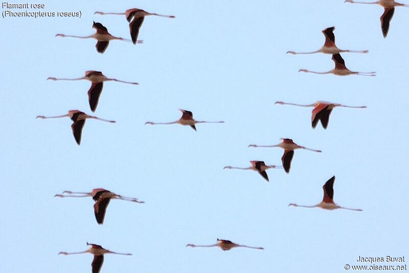 Greater Flamingo, identification, Flight, Behaviour