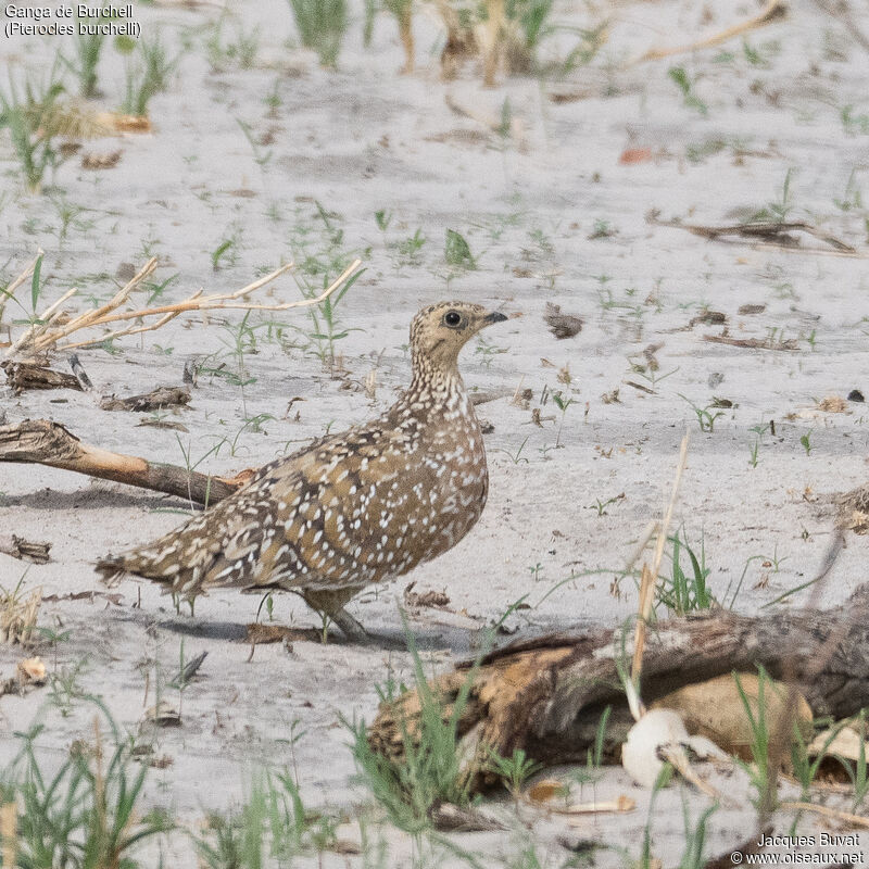 Burchell's Sandgrouse male adult, camouflage, walking