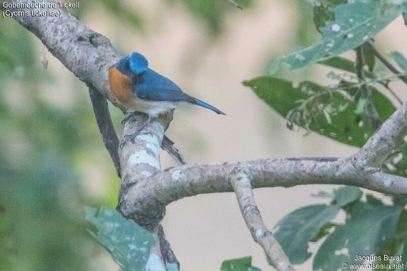 Tickell's Blue Flycatcher male adult, identification, aspect, pigmentation, fishing/hunting