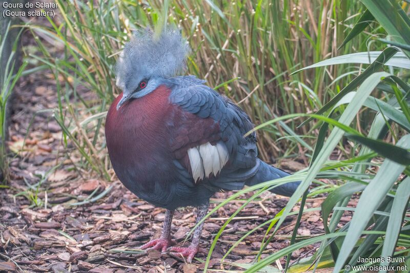 Sclater's Crowned Pigeonadult breeding, identification, aspect, pigmentation