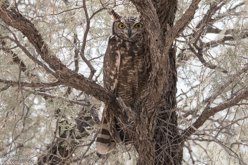 Spotted Eagle-Owladult, habitat, camouflage