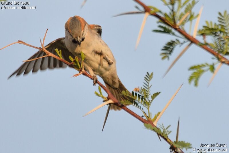 Great Sparrowadult, identification