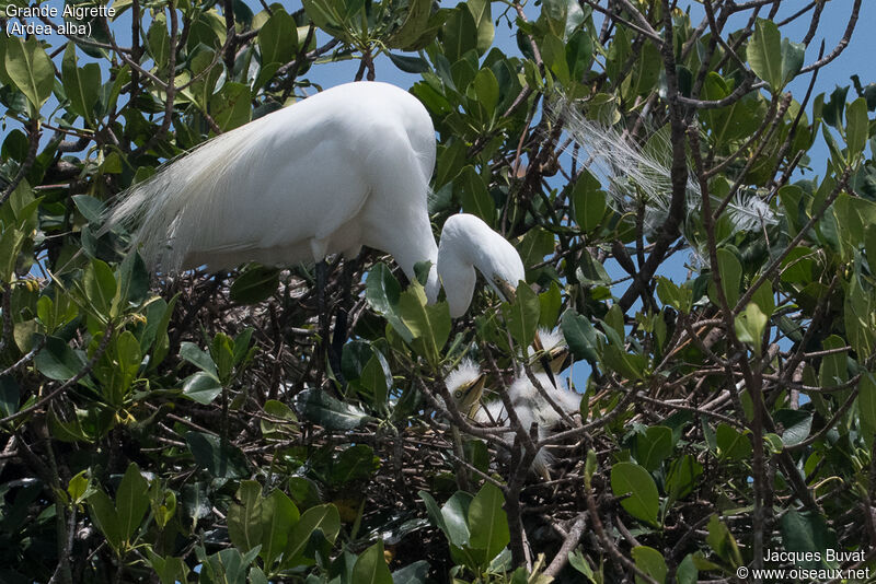 Great Egret, identification, habitat, aspect, pigmentation, Reproduction-nesting, colonial reprod.