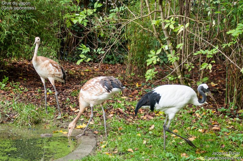 Red-crowned Crane, aspect, pigmentation, drinks