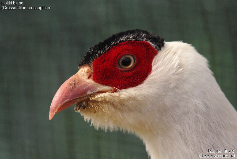White Eared Pheasant male adult, close-up portrait, aspect, pigmentation