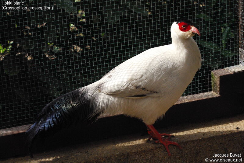 White Eared Pheasant male adult, identification, aspect, pigmentation