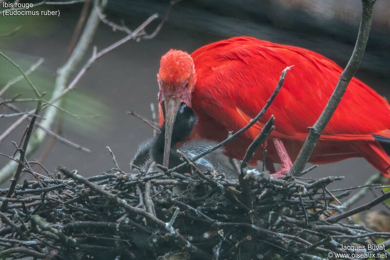Scarlet Ibis, aspect, pigmentation, eats, Reproduction-nesting, Behaviour