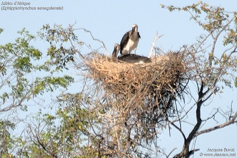 Saddle-billed StorkFirst year, identification, Reproduction-nesting