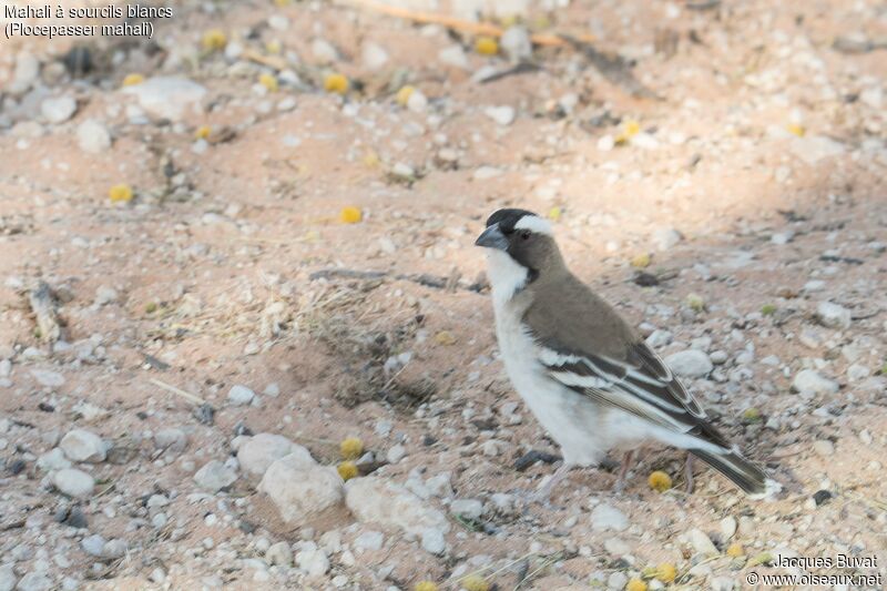 White-browed Sparrow-Weaver male adult