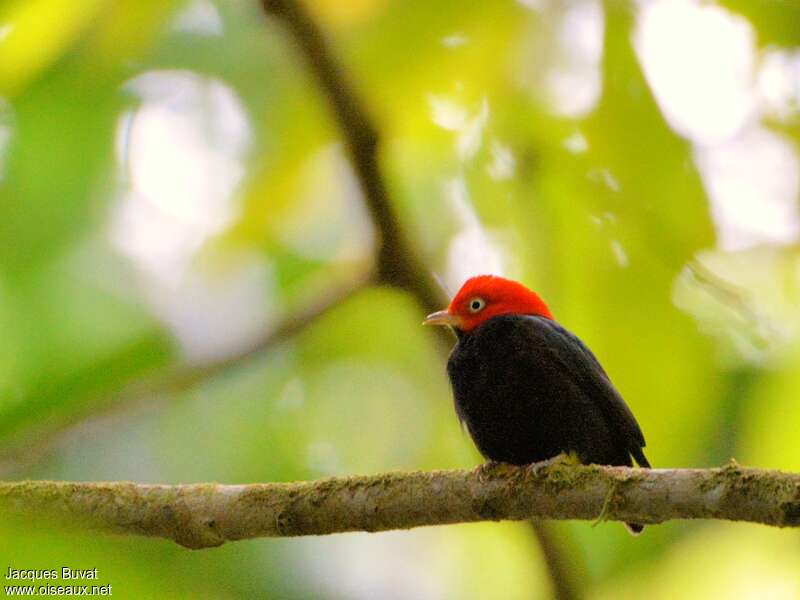 Red-capped Manakin male adult, Behaviour