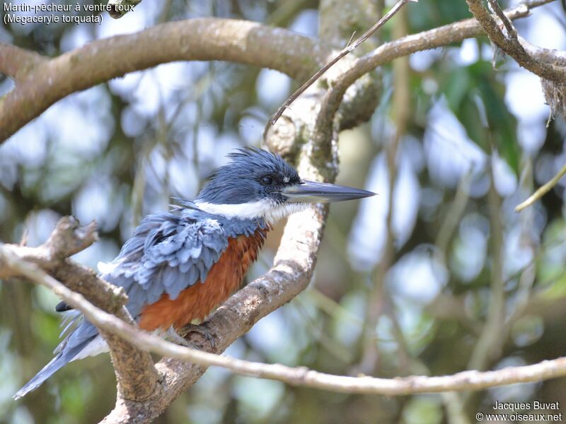 Ringed Kingfisher male adult breeding, close-up portrait, aspect, pigmentation