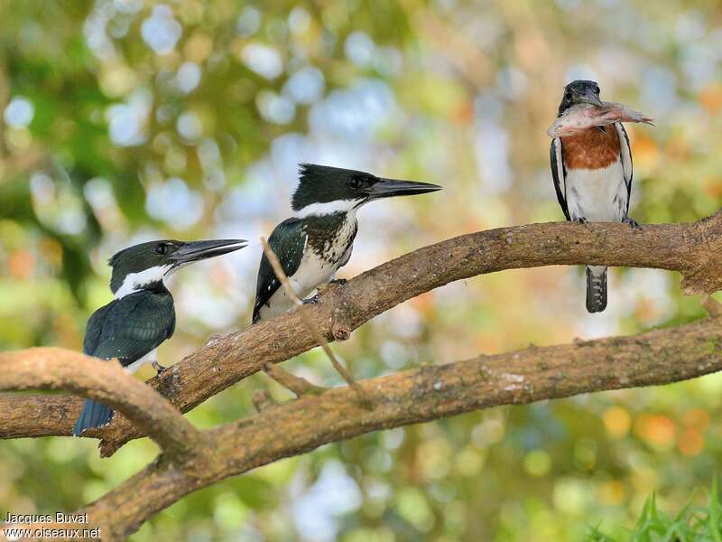 Amazon Kingfisher, pigmentation, feeding habits, fishing/hunting