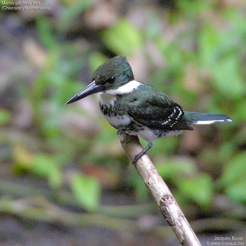 Green Kingfisher female adult breeding, identification, aspect, pigmentation