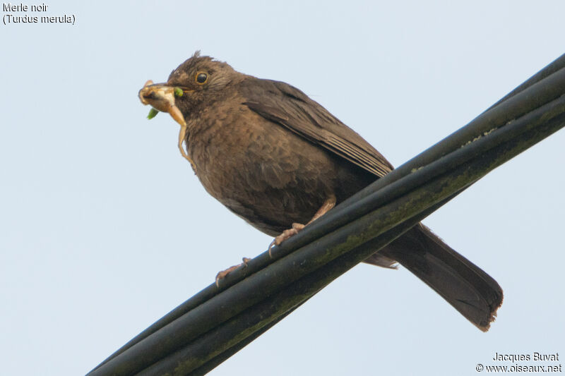Common Blackbird female adult, fishing/hunting, Reproduction-nesting