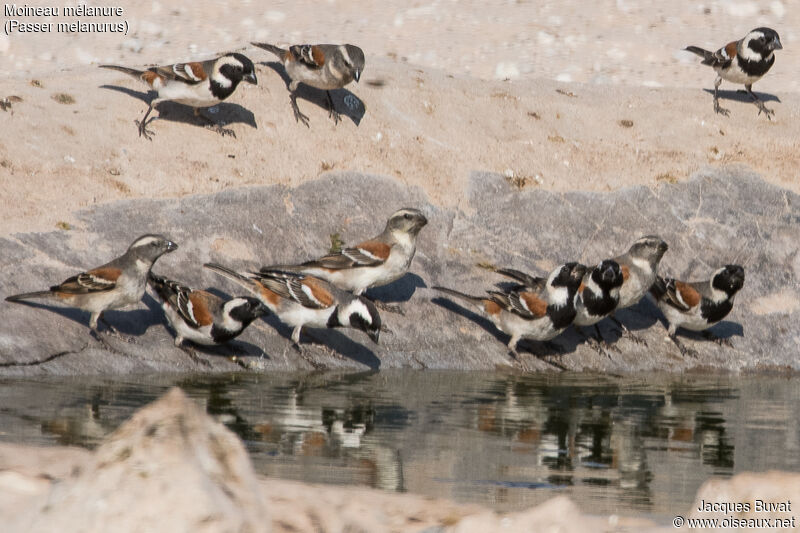 Cape Sparrowadult
