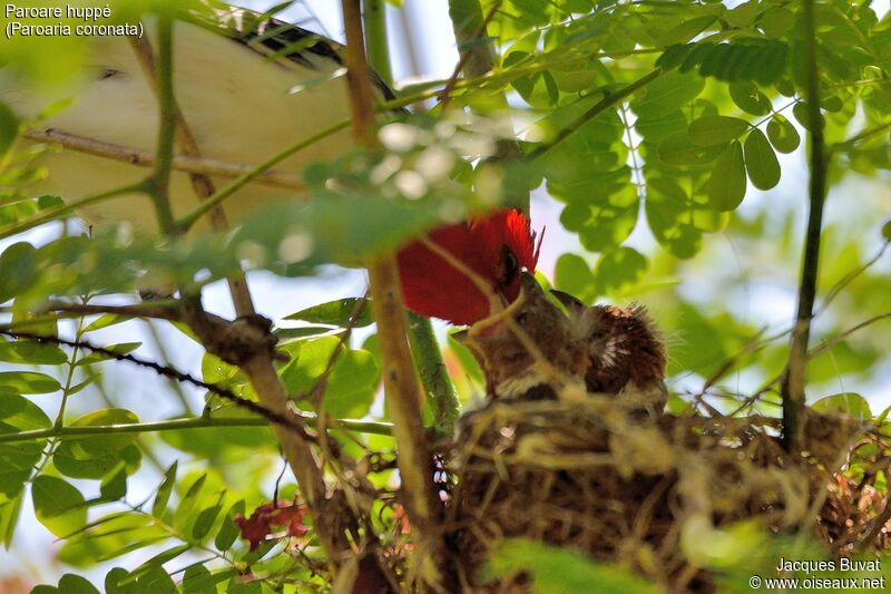 Red-crested Cardinaladult, Reproduction-nesting, Behaviour