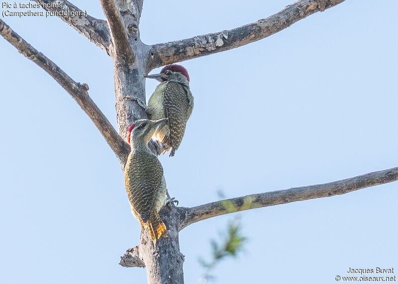 Fine-spotted Woodpeckeradult breeding, habitat, aspect, pigmentation