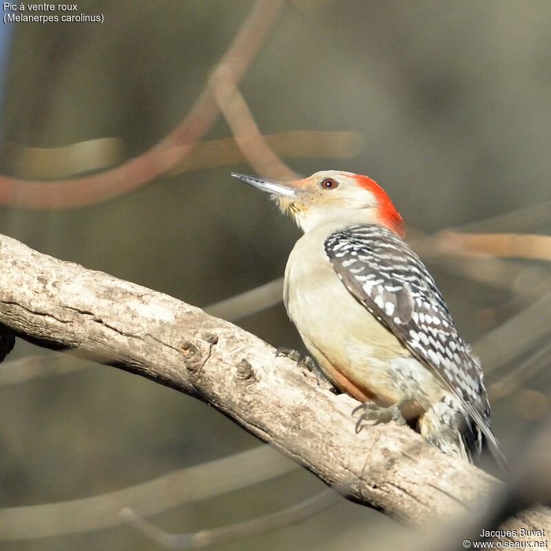 Red-bellied Woodpecker female adult, close-up portrait, aspect