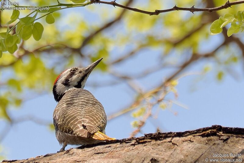 Bearded Woodpecker male adult