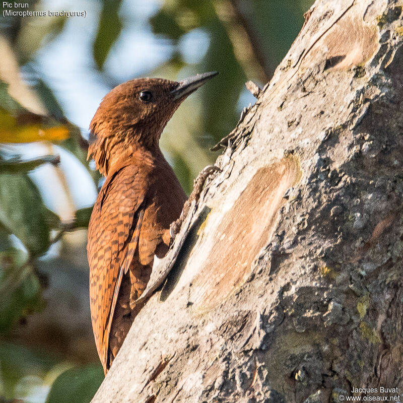 Rufous Woodpecker female adult, identification, aspect