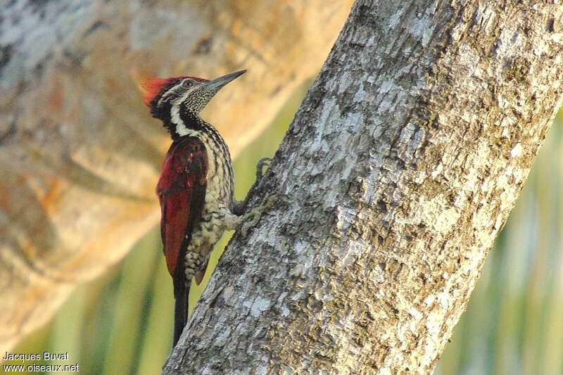Red-backed Flameback male adult, identification