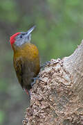 Olive Woodpecker