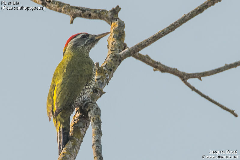 Streak-throated Woodpecker male adult breeding, identification, aspect, pigmentation