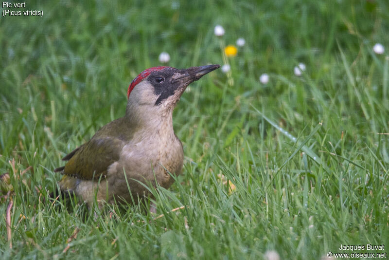 European Green Woodpecker female adult breeding