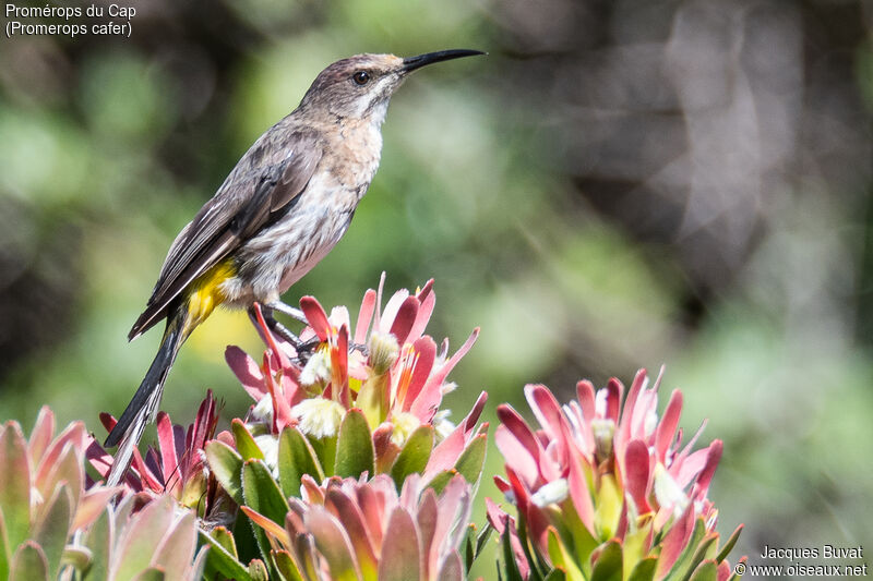 Cape Sugarbird female adult