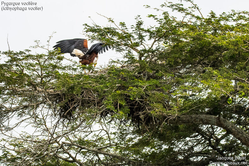 African Fish Eagle, identification, habitat, aspect, pigmentation, Reproduction-nesting