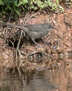 Madagascan Swamp Warbler