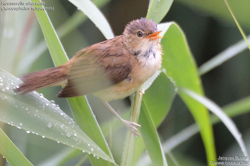 Common Reed Warbler male adult