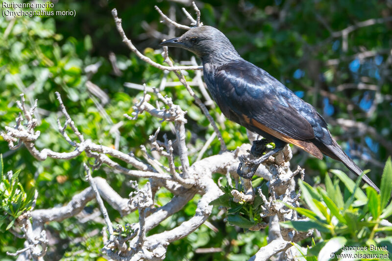 Red-winged Starling female adult