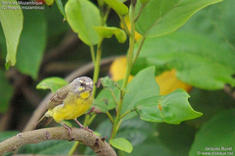 Yellow-fronted Canary female adult