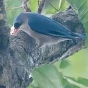 Velvet-fronted Nuthatch