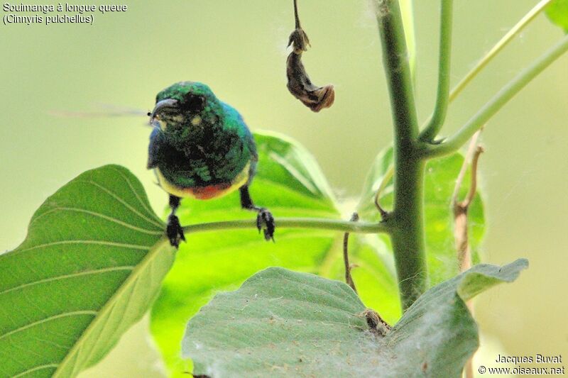 Beautiful Sunbird male adult breeding