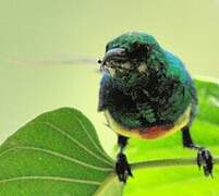 Beautiful Sunbird