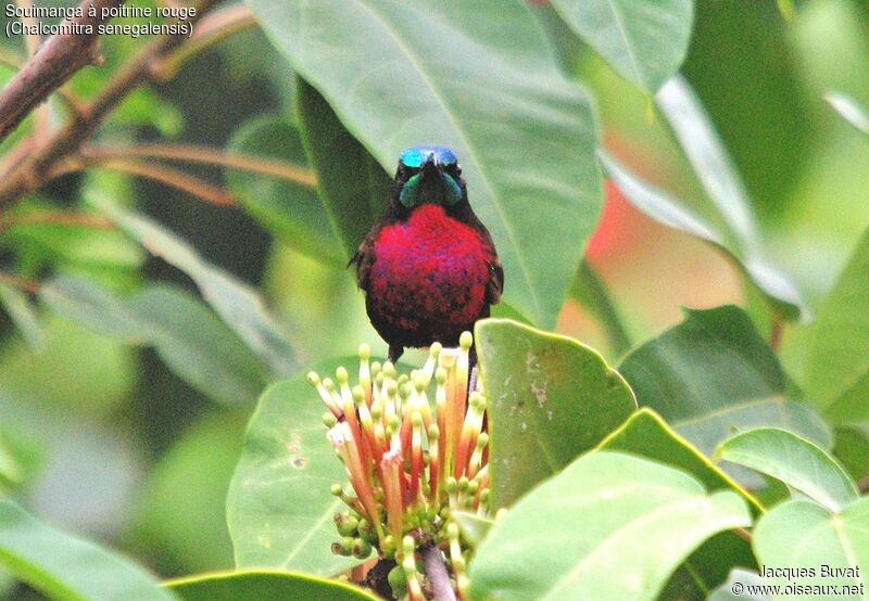 Scarlet-chested Sunbirdadult, identification, feeding habits