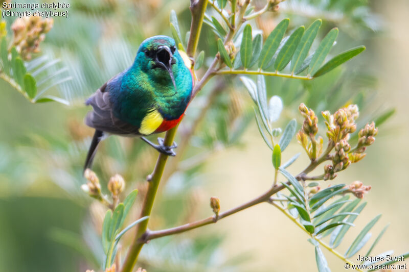 Southern Double-collared Sunbird male adult breeding