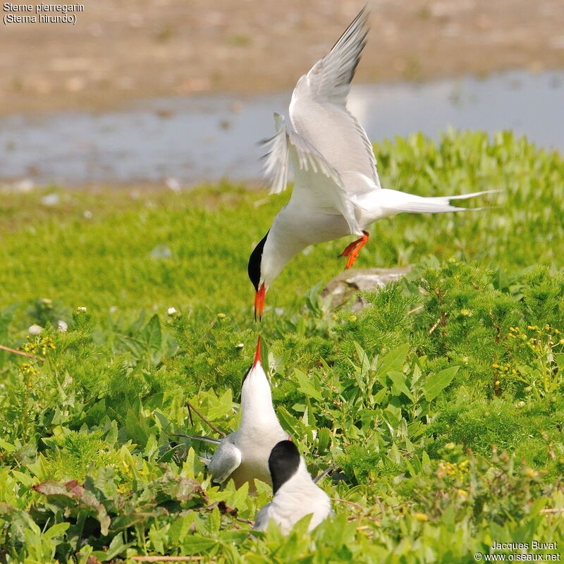 Common Tern, Flight, colonial reprod.
