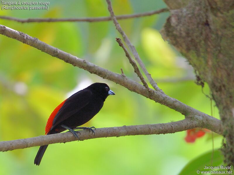 Scarlet-rumped Tanager male adult breeding, identification, aspect, pigmentation