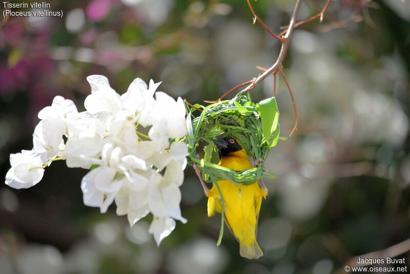 Vitelline Masked Weaver male adult breeding, identification, aspect, pigmentation, Reproduction-nesting